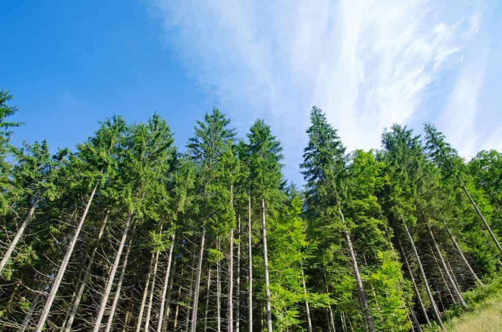 Landowners Monetize Timber for Carbon Credits with Improved Forest Management Plan