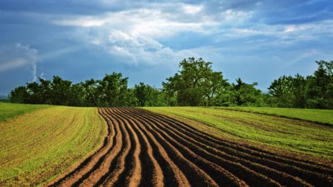 Leasing Farmland