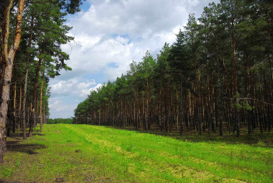 Localizing Timber Price Forecasts for Timberland Investments LANDTHINK