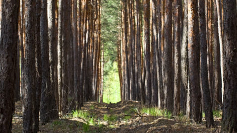 Long-Term Timber Price Forecasts After a Recession