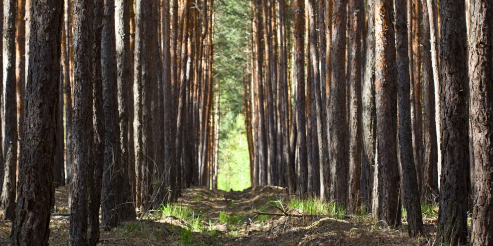 Long-Term Timber Price Forecasts After a Recession