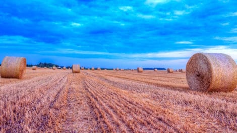 Making the Financial Argument for Farmland Investing