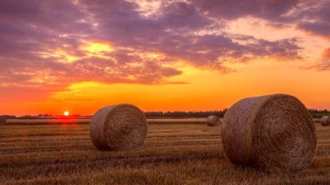 Making Your Farm Shine through Photography