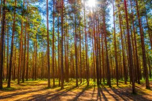 Thinking Big: Managing and Protecting Southern Forests with AI