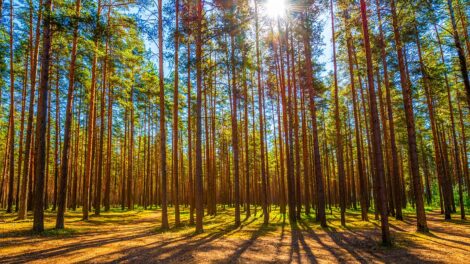 Thinking Big: Managing and Protecting Southern Forests with AI