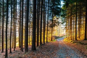 Maximizing Value from Timber Markets: What is Our Paradigm?