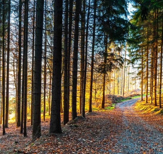 Maximizing Value from Timber Markets: What is Our Paradigm?