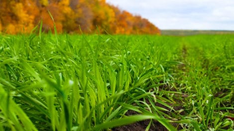 Organic vs. Conventional Production Methods and What It Means for Land Investors