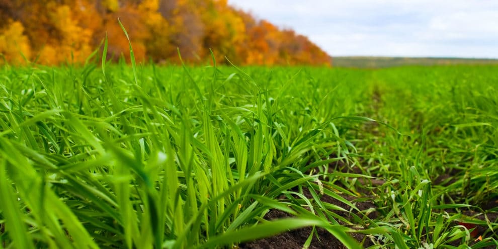 Organic vs. Conventional Production Methods and What It Means for Land Investors