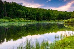 Planning a Timber Harvest on a WRP Tract