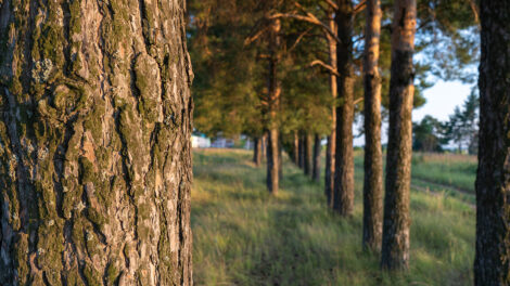 Planting Trees is Better Than Leaving it to Nature