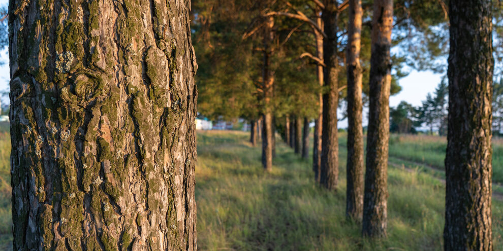 Planting Trees is Better Than Leaving it to Nature