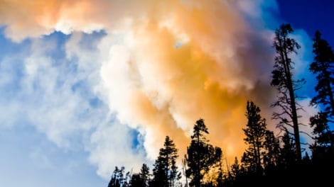 Pulse: Aggressive Logging and Thinning Does Not Preclude Wildfires