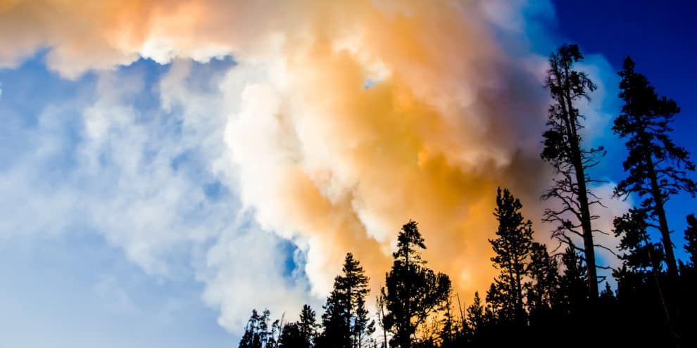 Pulse: Aggressive Logging and Thinning Does Not Preclude Wildfires