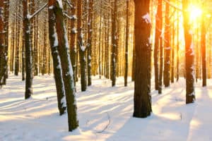 Pulse: Americans Sharply Divided On Whether Timberland Owners Should Be Subsidized