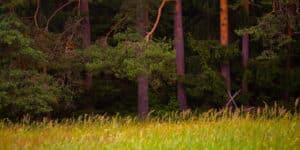 Pulse: Buyers Give Strong Consideration to Timber Value on Recreational Tracts