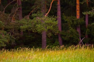 Pulse: Buyers Give Strong Consideration to Timber Value on Recreational Tracts