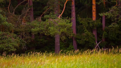 Pulse: Buyers Give Strong Consideration to Timber Value on Recreational Tracts
