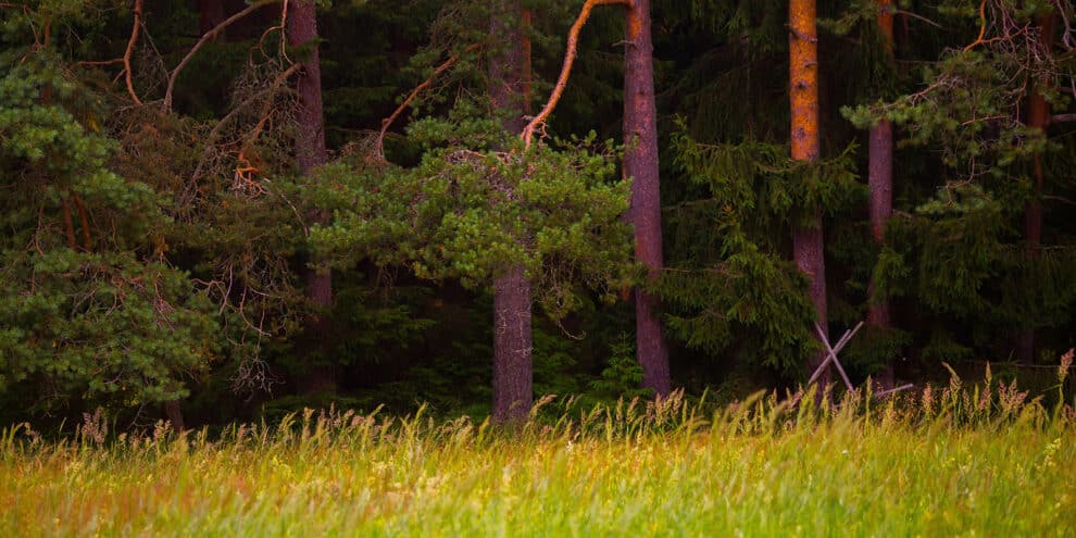 Pulse: Buyers Give Strong Consideration to Timber Value on Recreational Tracts