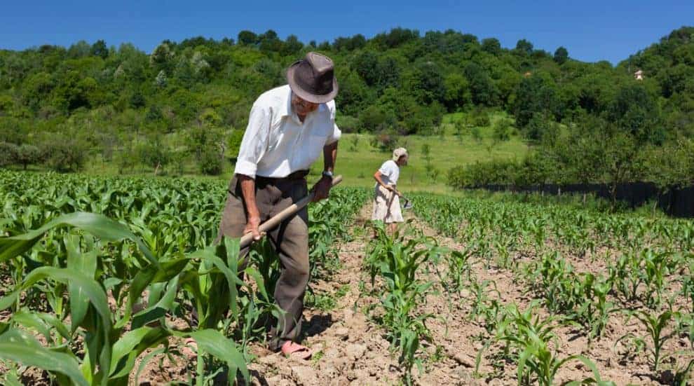 Pulse: Farms Should Brace for Negative Repercussions of Immigration Order