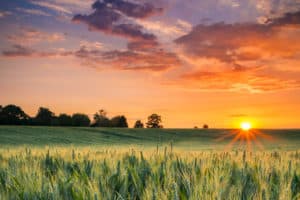 Pulse: Investors Eye Farmland for Its Solid Returns Over Time
