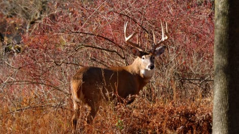 Pulse: Land Owners and Hunters Can’t Be Far Apart on Lease Prices