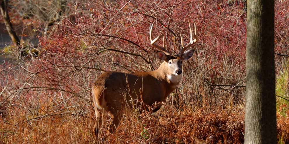 Pulse: Land Owners and Hunters Can’t Be Far Apart on Lease Prices