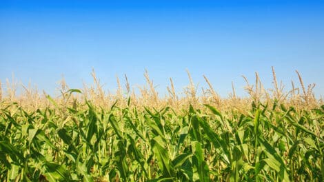 Pulse: Majority in Support of Farmland Preservation Policies