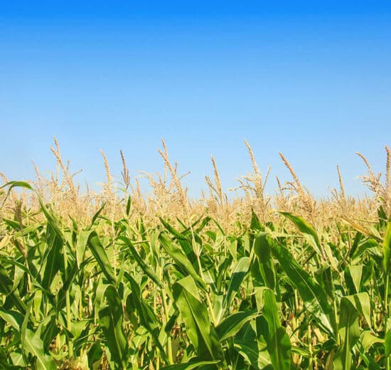 Pulse: Majority in Support of Farmland Preservation Policies