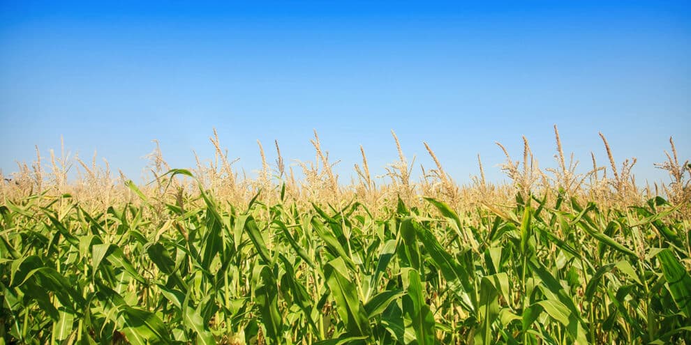 Pulse: Majority in Support of Farmland Preservation Policies