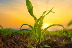 Pulse: Americans Have Mixed Views of AI's Impact on the Future of Farming