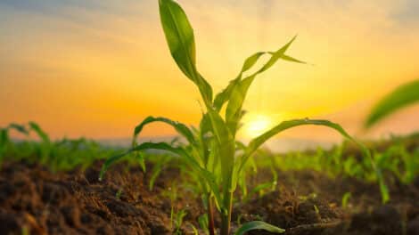 Pulse: Americans Have Mixed Views of AI's Impact on the Future of Farming