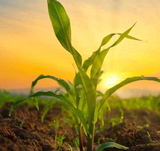 Pulse: Americans Have Mixed Views of AI's Impact on the Future of Farming