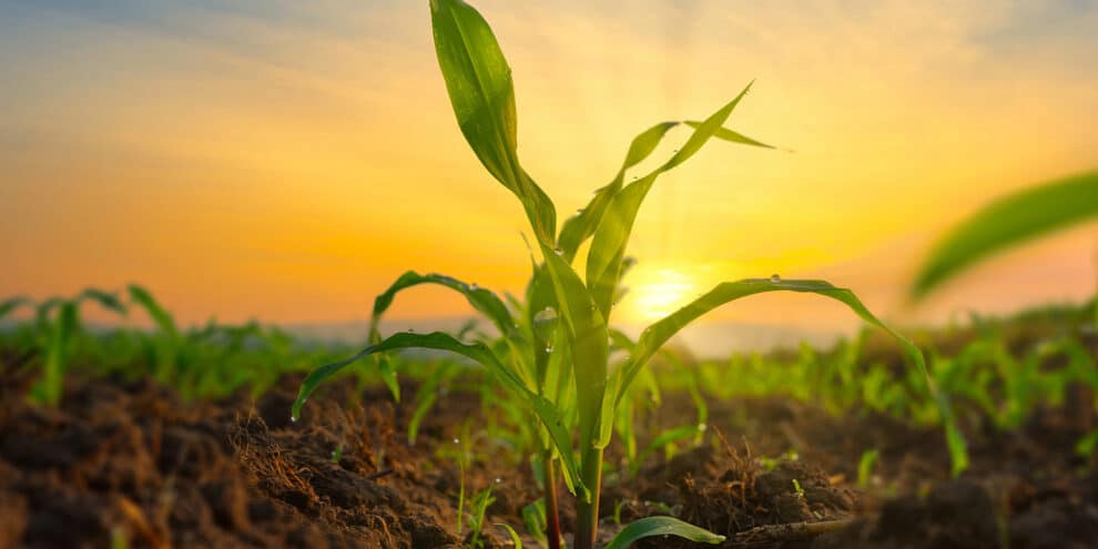 Pulse: Americans Have Mixed Views of AI's Impact on the Future of Farming