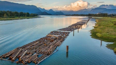 Pulse: Public Backs Trump Tariffs Levied on Canadian Lumber