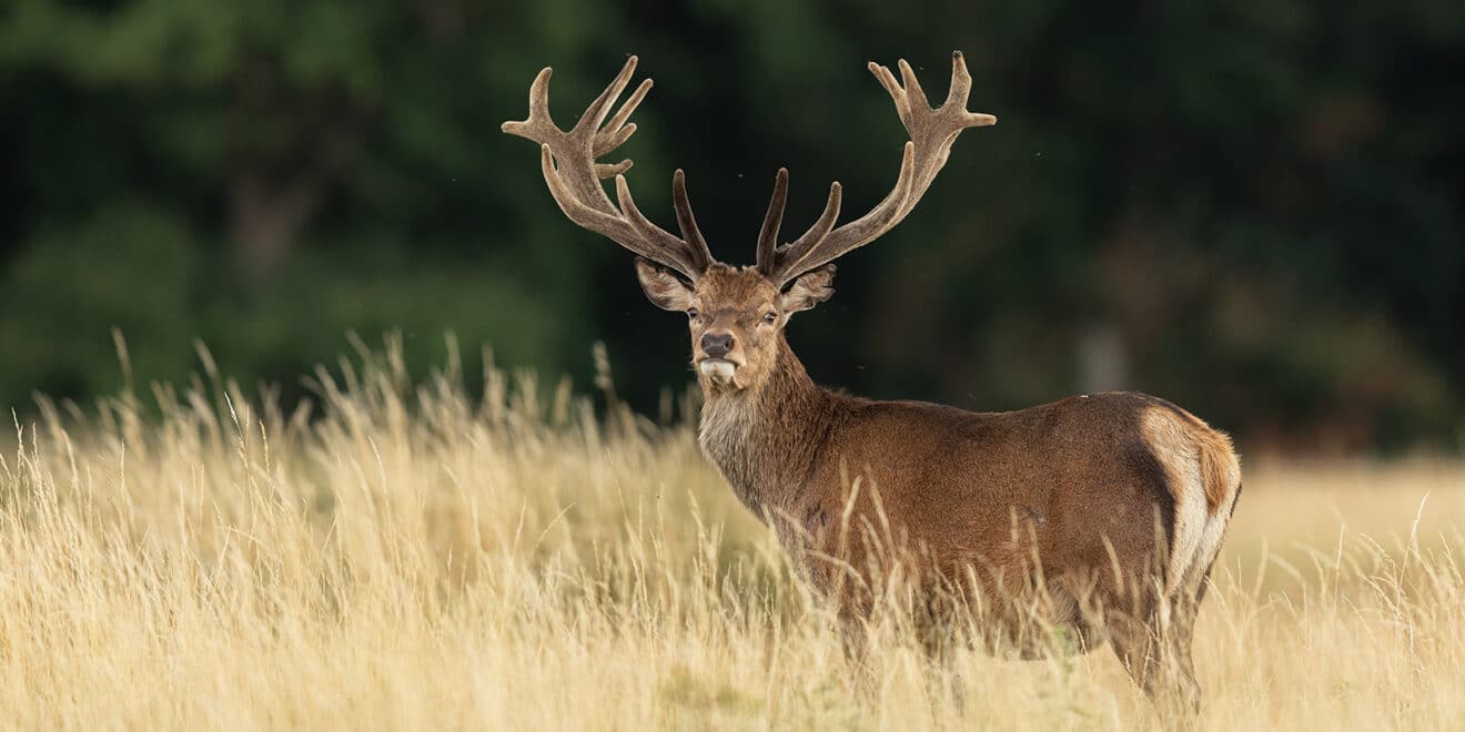 Pulse Public Opposes Warrantless Search and Surveillance on Private Land by Game Wardens