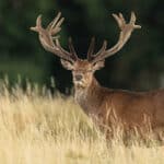 Pulse: Public Opposes Warrantless Search and Surveillance on Private Land by Game Wardens