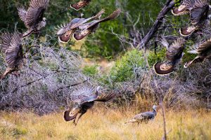 Pulse: Public Steadfastly Opposes Civil Seizure by Game Wardens