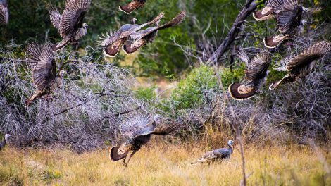 Pulse: Public Steadfastly Opposes Civil Seizure by Game Wardens