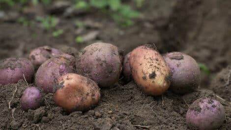 Pulse: Americans Cite 3 Significant Barriers to Home Food Gardening