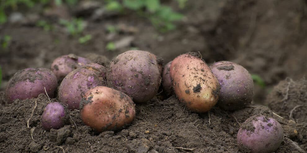 Pulse: Americans Cite 3 Significant Barriers to Home Food Gardening
