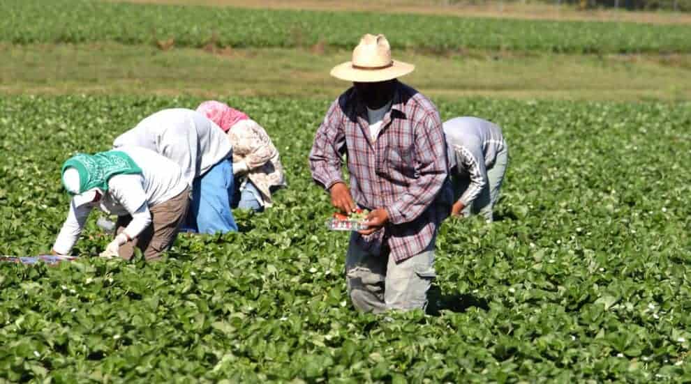 Pulse: Undocumented Immigrants is Not Solution to Labor Woes