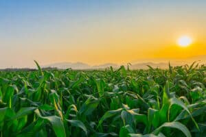 Pulse: Vanishing Farmland is the Biggest Threat to the Future of Ag Land Ownership