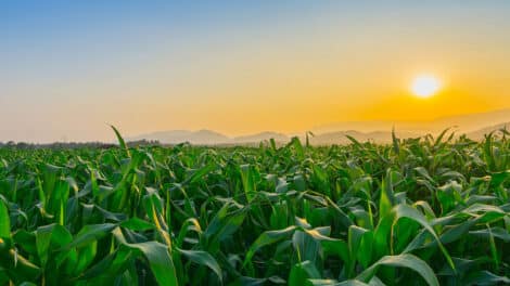 Pulse: Vanishing Farmland is the Biggest Threat to the Future of Ag Land Ownership