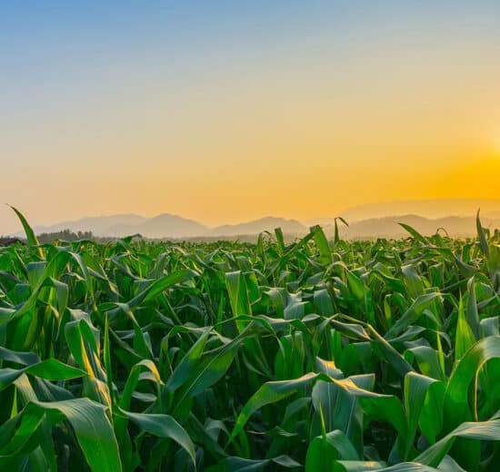 Pulse: Vanishing Farmland is the Biggest Threat to the Future of Ag Land Ownership