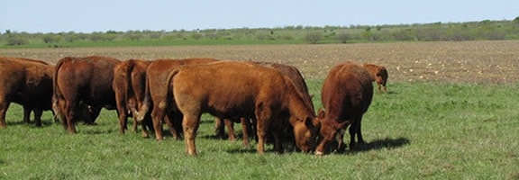 1031 Exchange: Livestock - Top Breeding Bulls