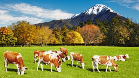 Ranch vs. Farm – What’s the Difference?