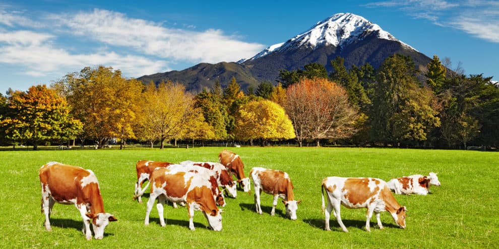 Ranch vs. Farm – What’s the Difference?