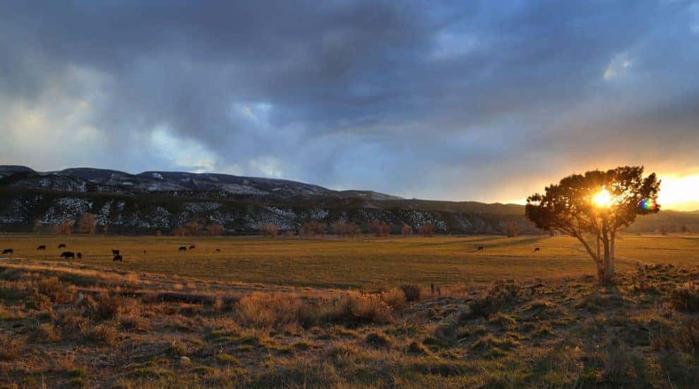 Responsible Grazing - The Foundation of a Healthy Ranch Ecosystem