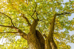 Revisiting the Role of Forest Carbon for Timberland Owners
